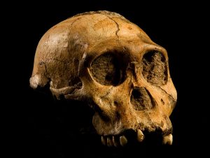 ऑस्ट्रॅलोपिथेकस  सेडिबा (Australopithecus sediba) 
