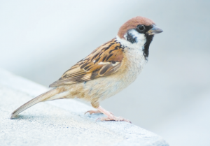 Read more about the article चिमणी (Sparrow)