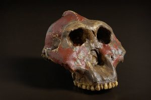 Read more about the article पॅरान्थ्रोपस (Paranthropus)