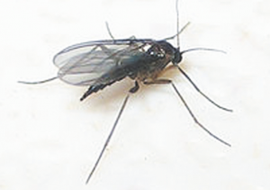 Read more about the article चिलट (Grassfly)