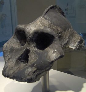 पॅरान्थ्रोपस  इथिओपिकस (Paranthropus aethiopicus)