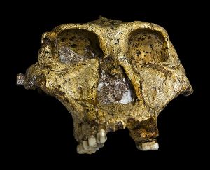 Read more about the article पॅरान्थ्रोपस रोबस्टस (Paranthropus Robustus)