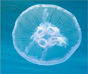 जेलीफिश (Jellyfish)