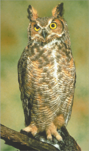 घुबड (Owl)
