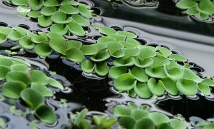 Read more about the article जलीय वनस्पती (Aquatic plants)