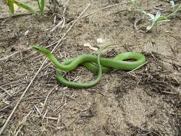 गवत्या साप (Green snake)