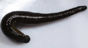 Read more about the article जळू (Leech)