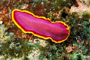 Read more about the article चपटकृमी (Platyhelminthes)