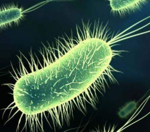 जीवाणू (Bacteria)