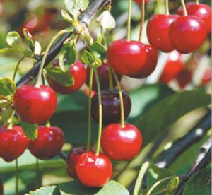 Read more about the article चेरी (Cherry)