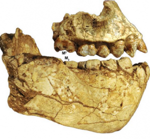 ऑस्ट्रॅलोपिथेकस  डेअिरेमेडा (Australopithecus deyiremeda)