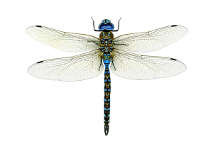 Read more about the article चतुर (Dragon Fly)