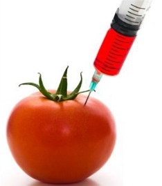 जनुकीय परिवर्तित पिके (Genetically modified crops)