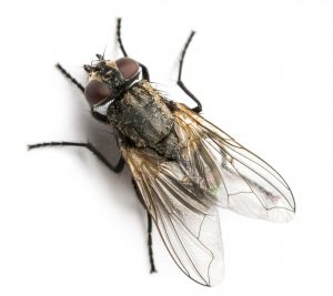 घरमाशी (Housefly)