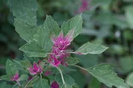 Read more about the article चाकवत (White goosefoot)