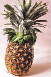 Read more about the article अननस (Pineapple)