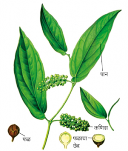Read more about the article कंकोळ (Cubeb)