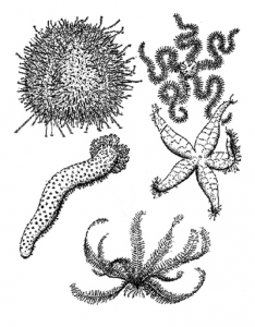 कंटकचर्मी (Echinodermata)