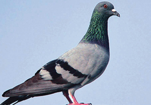 Read more about the article कबूतर (Pigeon)