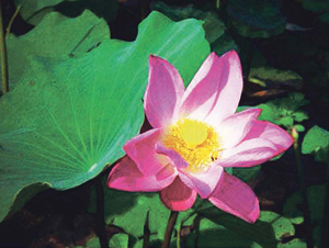 कमळ (Indian Lotus)