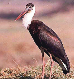 Read more about the article करकोचा (Stork)