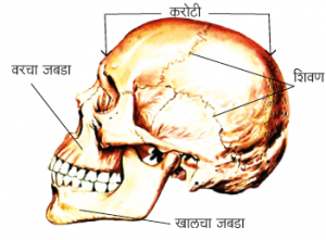 Read more about the article कवटी (Skull)