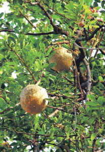 कवठ (Elephant apple; Wood apple)