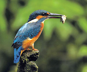 Read more about the article खंड्या (Kingfisher)