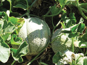 Read more about the article खरबूज (Musk melon)