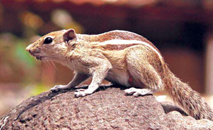 Read more about the article खार (Squirrel)