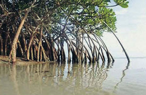 Read more about the article खारफुटी (Mangrove)