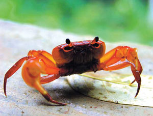 Read more about the article खेकडा (Crab)
