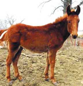 Read more about the article खेचर (Mule)