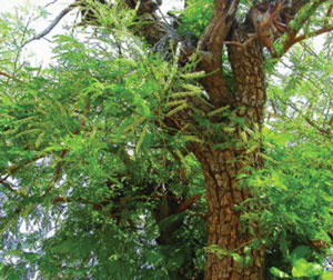 Read more about the article खैर (Catechu tree)