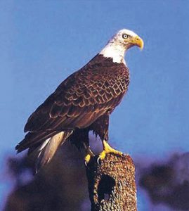 गरुड (Eagle)