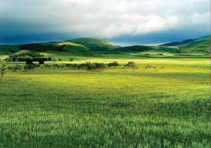 गवताळ भूमी परिसंस्था (Grass land ecosystems)