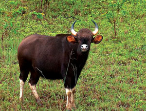गवा (Indian bison)
