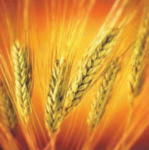 Read more about the article गहू (Wheat)