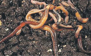 गांडूळ (Earthworm)