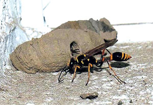 Read more about the article गांधील माशी (Wasp)
