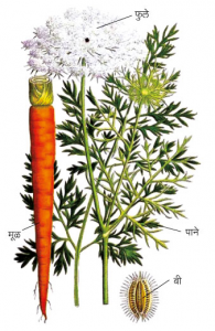 Read more about the article गाजर (Carrot)