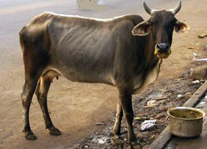 गाय (Cow)