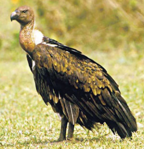 गिधा़ड (Vulture)
