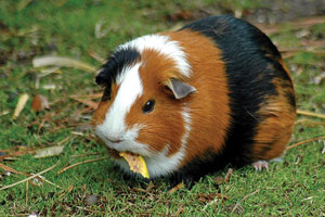 गिनी पिग (Guinea pig)