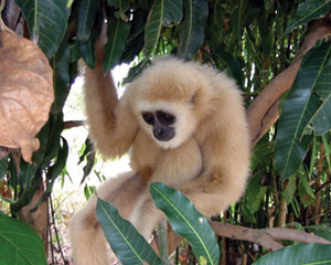 Read more about the article गिबन (Gibbon)
