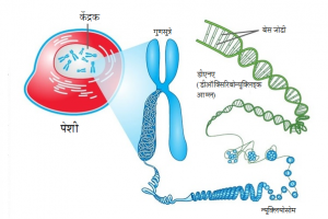 Read more about the article गुणसूत्रे (Chromosomes)