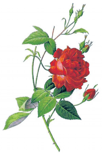 गुलाब (Rose)