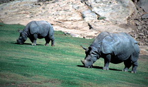 गेंडा (Rhinoceros)