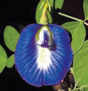 Read more about the article गोकर्ण (Butterfly pea)