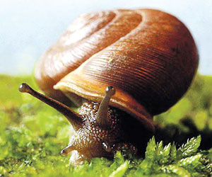 गोगलगाय (Snail)